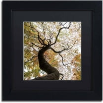 Trademark Fine Art "Under a Japanese Maple 2" Canvas Art by Kurt Shaffer, Black Matte, Black Frame