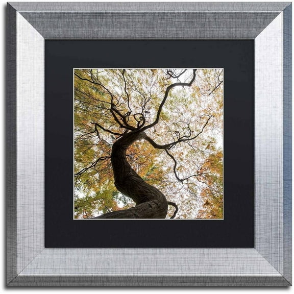 Trademark Fine Art "Under a Japanese Maple 2" Canvas Art by Kurt Shaffer, Black Matte, Silver Frame