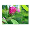 thumbnail image 1 of Trademark Fine Art "Unfolding Transformation" Canvas Art by Monica Fleet, 1 of 2