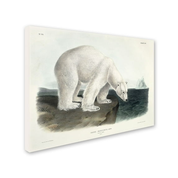 Trademark Fine Art "Ursus Maritimus Polar Bear" Canvas Art by John James Audubon