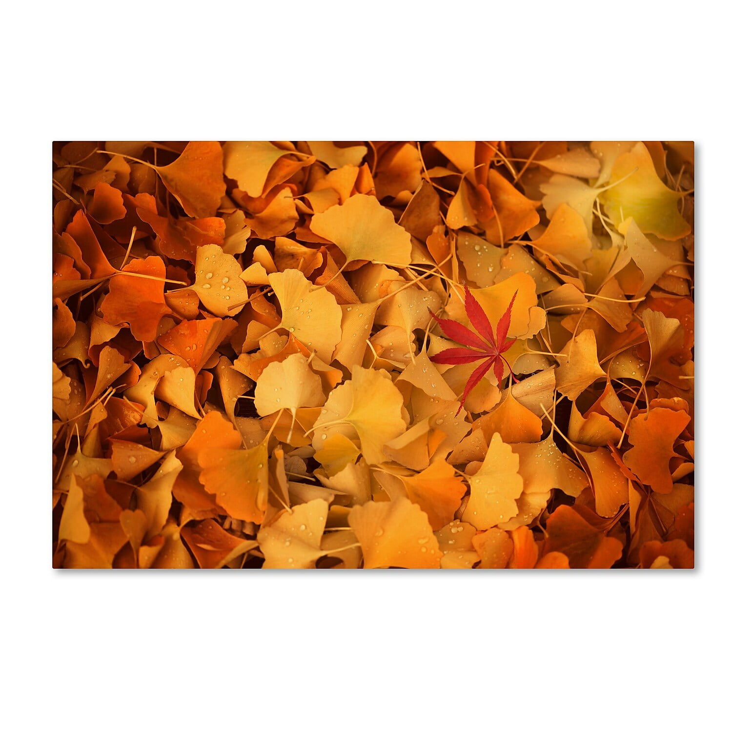 Trademark Fine Art "Variegated" Canvas Art by Philippe Sainte-Laudy
