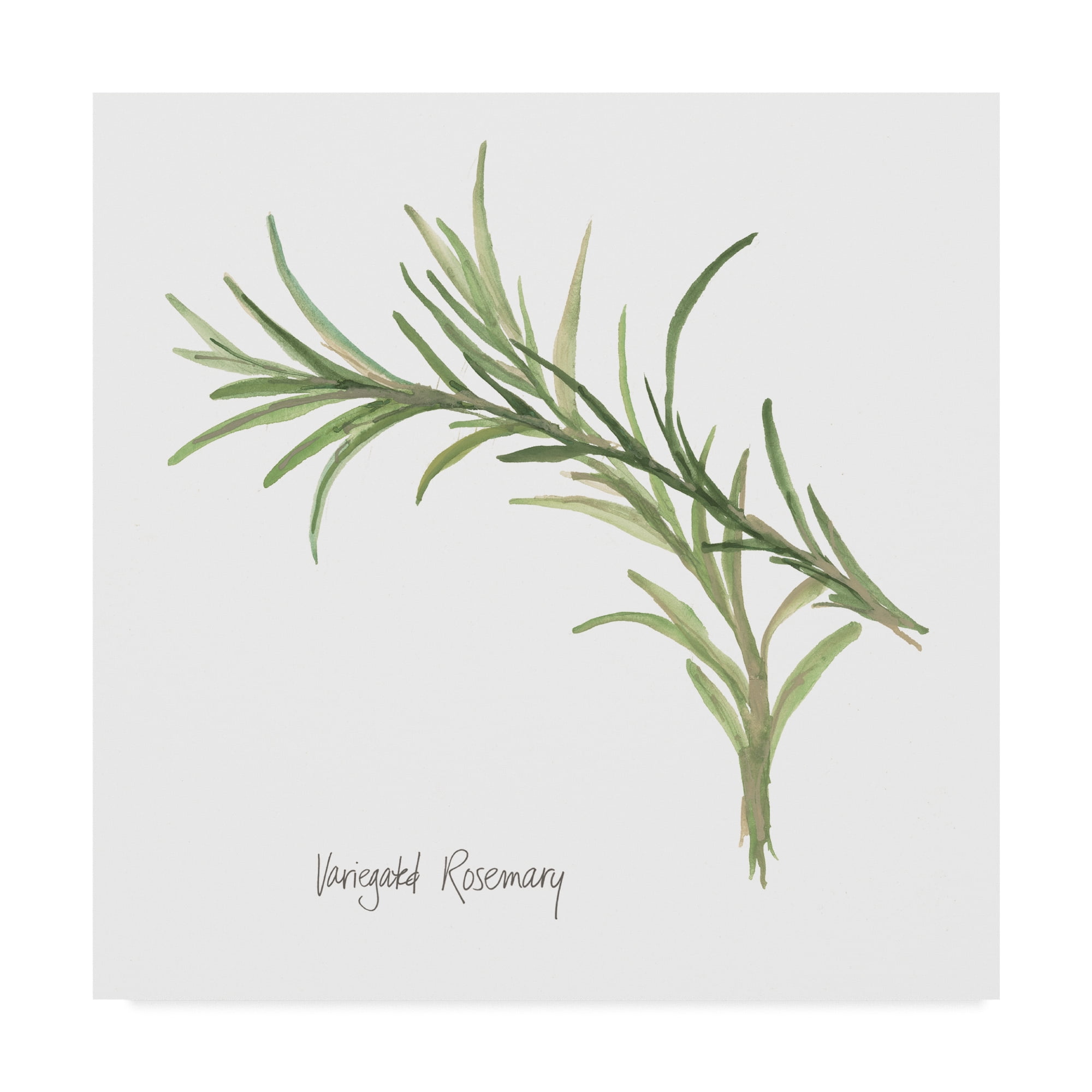 Trademark Fine Art 'Variegated Rosemary v2' Canvas Art by Chris Paschke