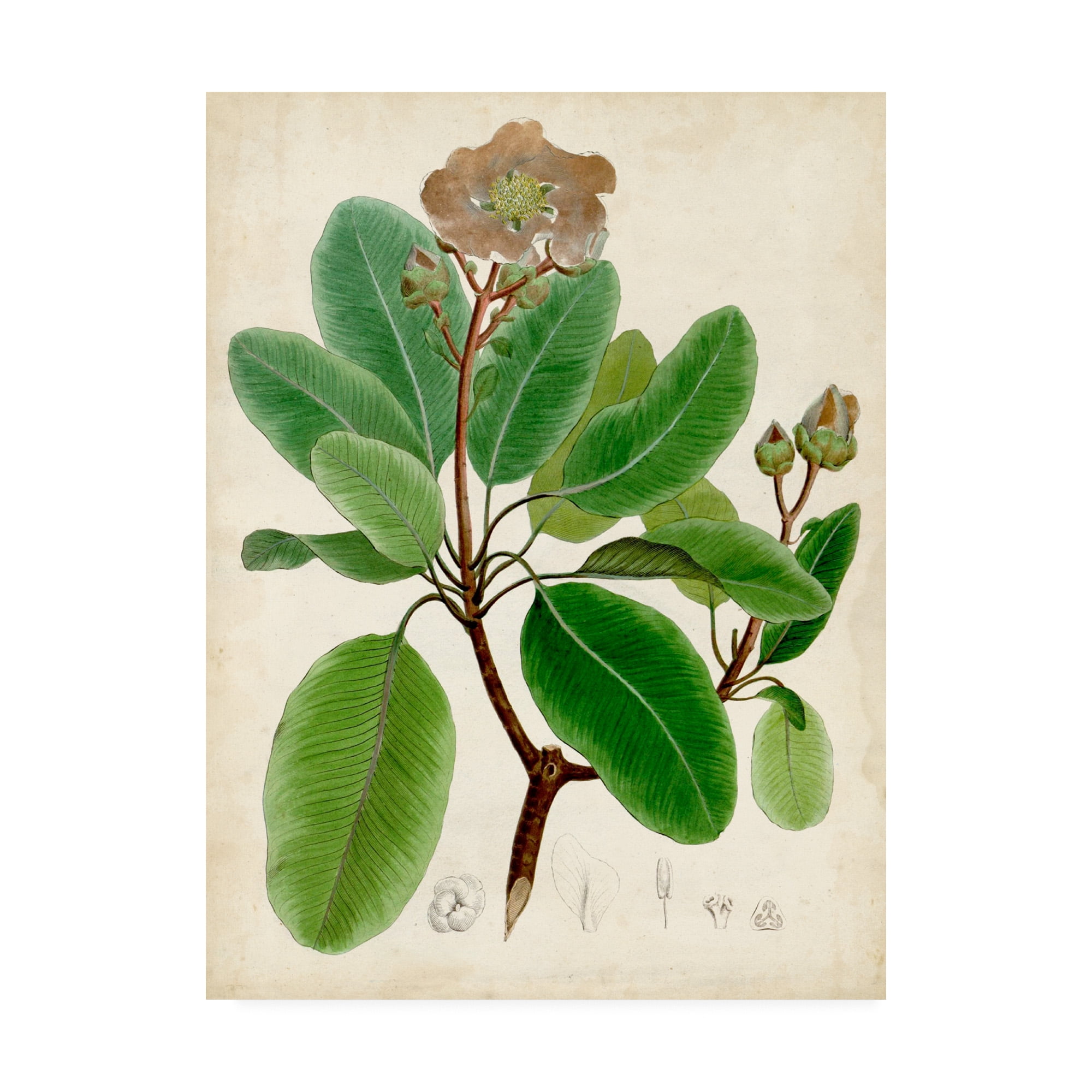 Trademark Fine Art 'Verdant Foliage VI' Canvas Art by Vision Studio