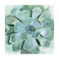 Trademark Fine Art 'Verdant Succulent III' Canvas Art by Victoria Borges
