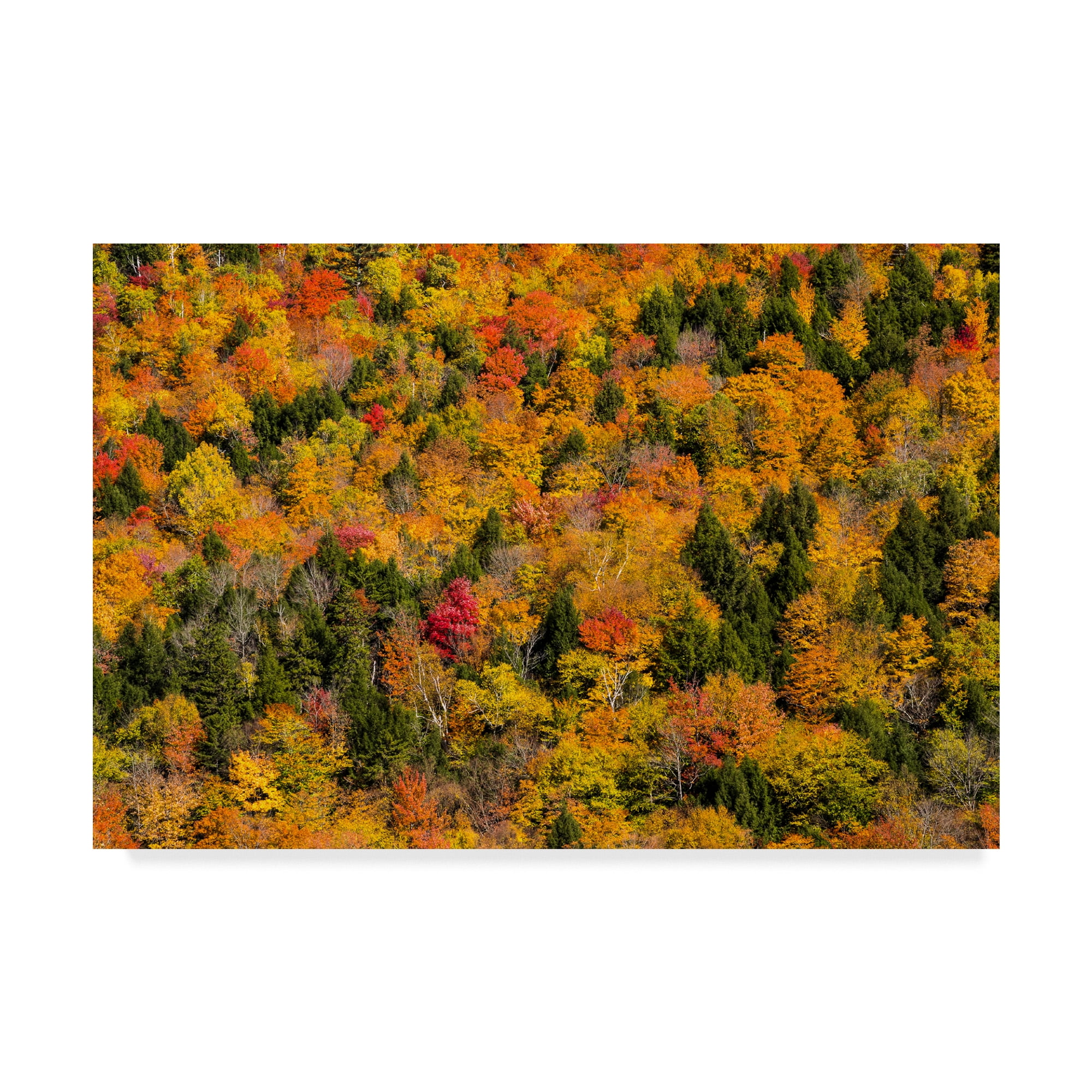 Trademark Fine Art 'Vermonts Glory' Canvas Art by Brenda Petrella Photography Llc