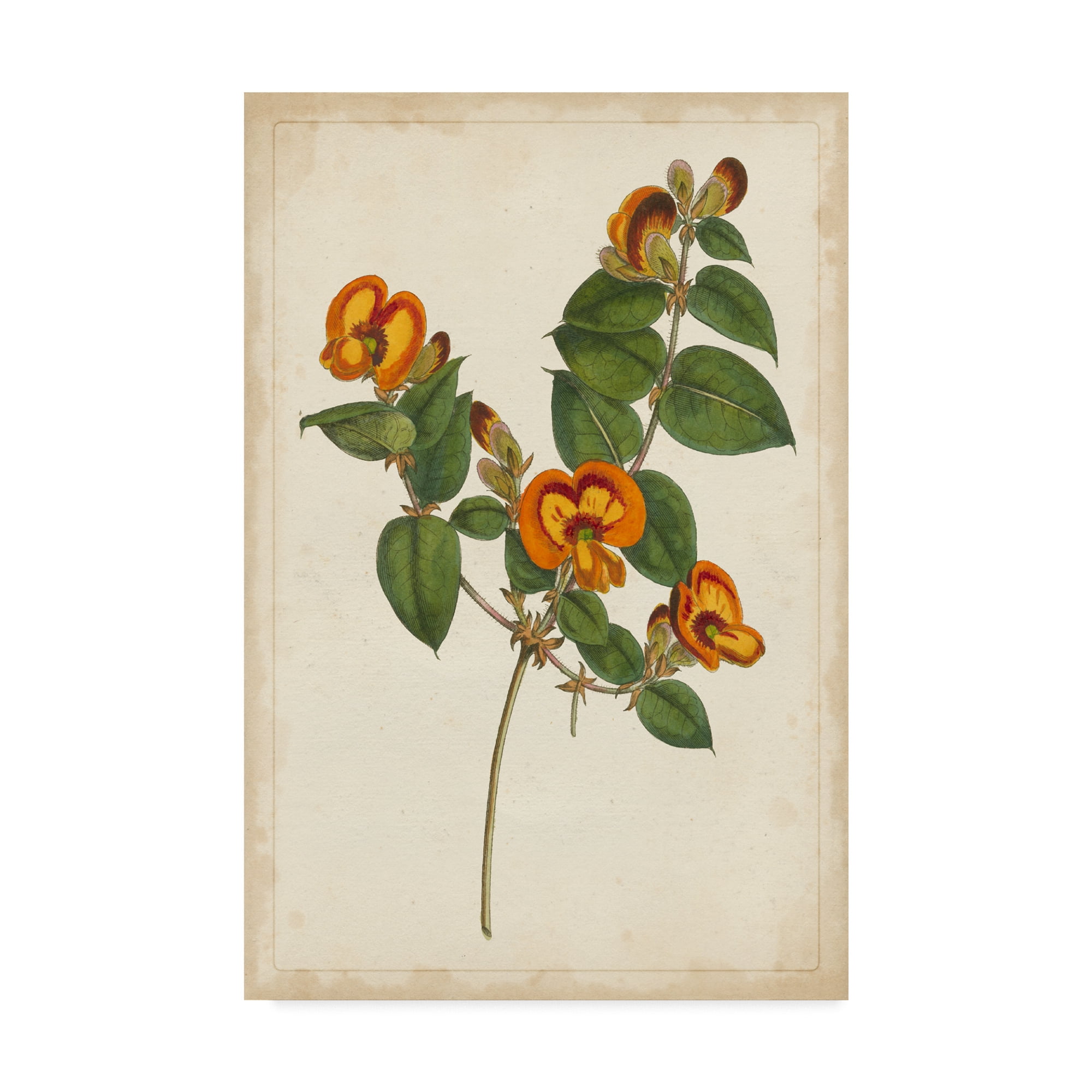 Trademark Fine Art 'Vibrant Botanicals II' Canvas Art by Unknown