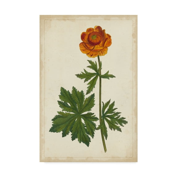 Trademark Fine Art 'Vibrant Botanicals V' Canvas Art by Unknown