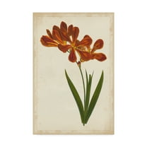Trademark Fine Art 'Vibrant Botanicals VI' Canvas Art by Unknown