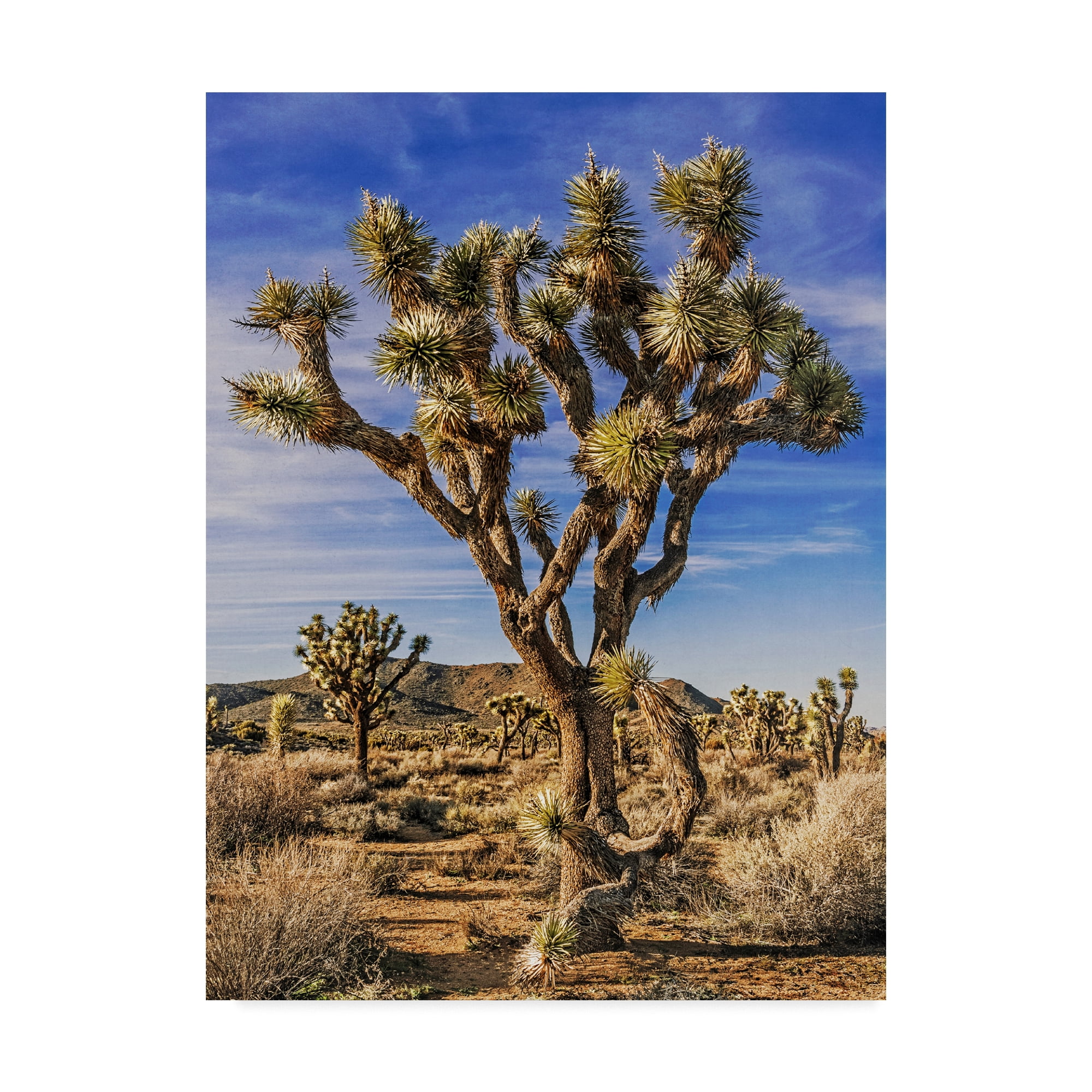 Trademark Fine Art 'Views of Joshua Tree III' Canvas Art by Rachel Perry