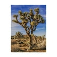 thumbnail image 1 of Trademark Fine Art 'Views of Joshua Tree III' Canvas Art by Rachel Perry, 1 of 4