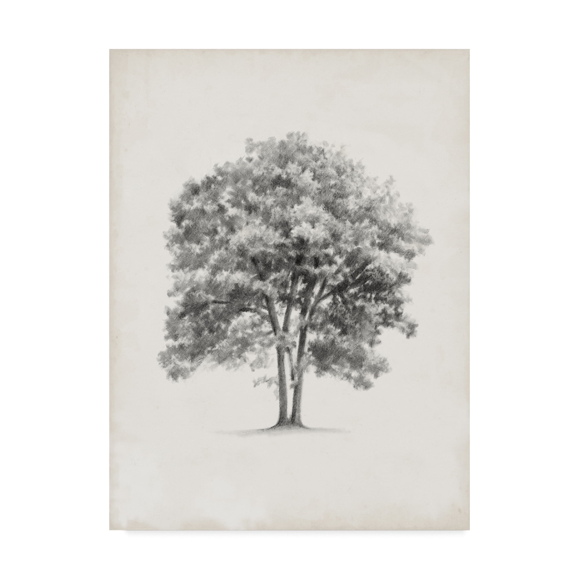 Trademark Fine Art 'Vintage Arbor Study II' Canvas Art by Ethan Harper