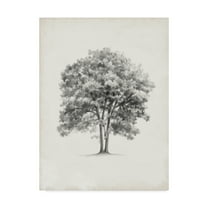 Trademark Fine Art 'Vintage Arbor Study II' Canvas Art by Ethan Harper