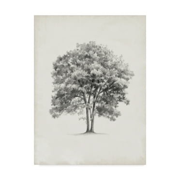 Trademark Fine Art 'Vintage Arbor Study II' Canvas Art by Ethan Harper