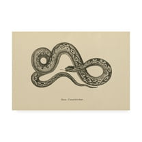 Trademark Fine Art 'Vintage Boa Constrictor' Canvas Art by Wild Apple Portfolio