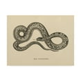 thumbnail image 1 of Trademark Fine Art 'Vintage Boa Constrictor Crop' Canvas Art by Wild Apple Portfolio, 1 of 3