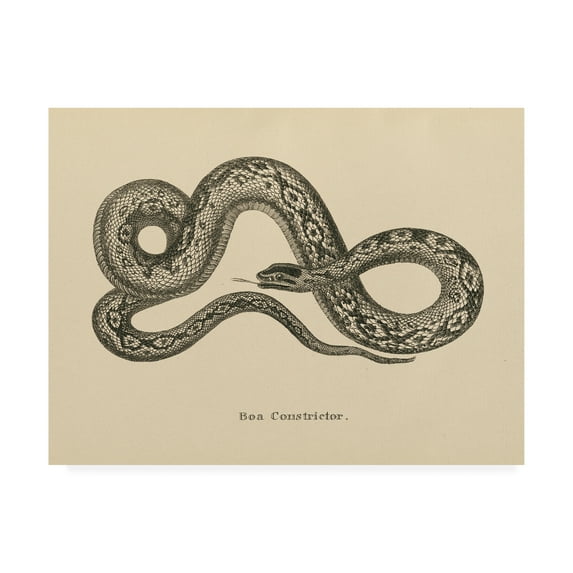 Trademark Fine Art 'Vintage Boa Constrictor Crop' Canvas Art by Wild Apple Portfolio