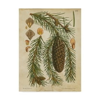 Trademark Fine Art 'Vintage Conifers I' Canvas Art by Vision Studio