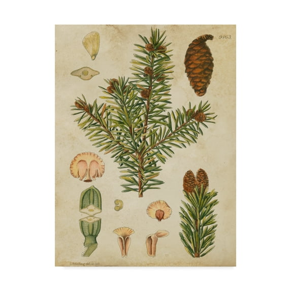 Trademark Fine Art 'Vintage Conifers III' Canvas Art by Vision Studio