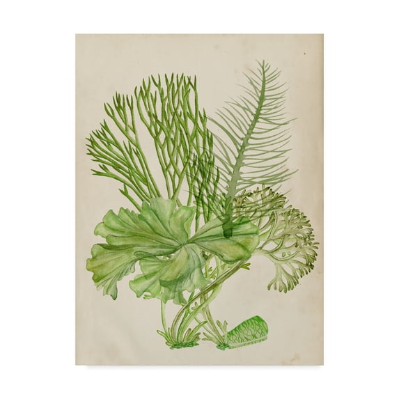 Trademark Fine Art 'Vintage Coral Collection I' Canvas Art by Melissa Wang