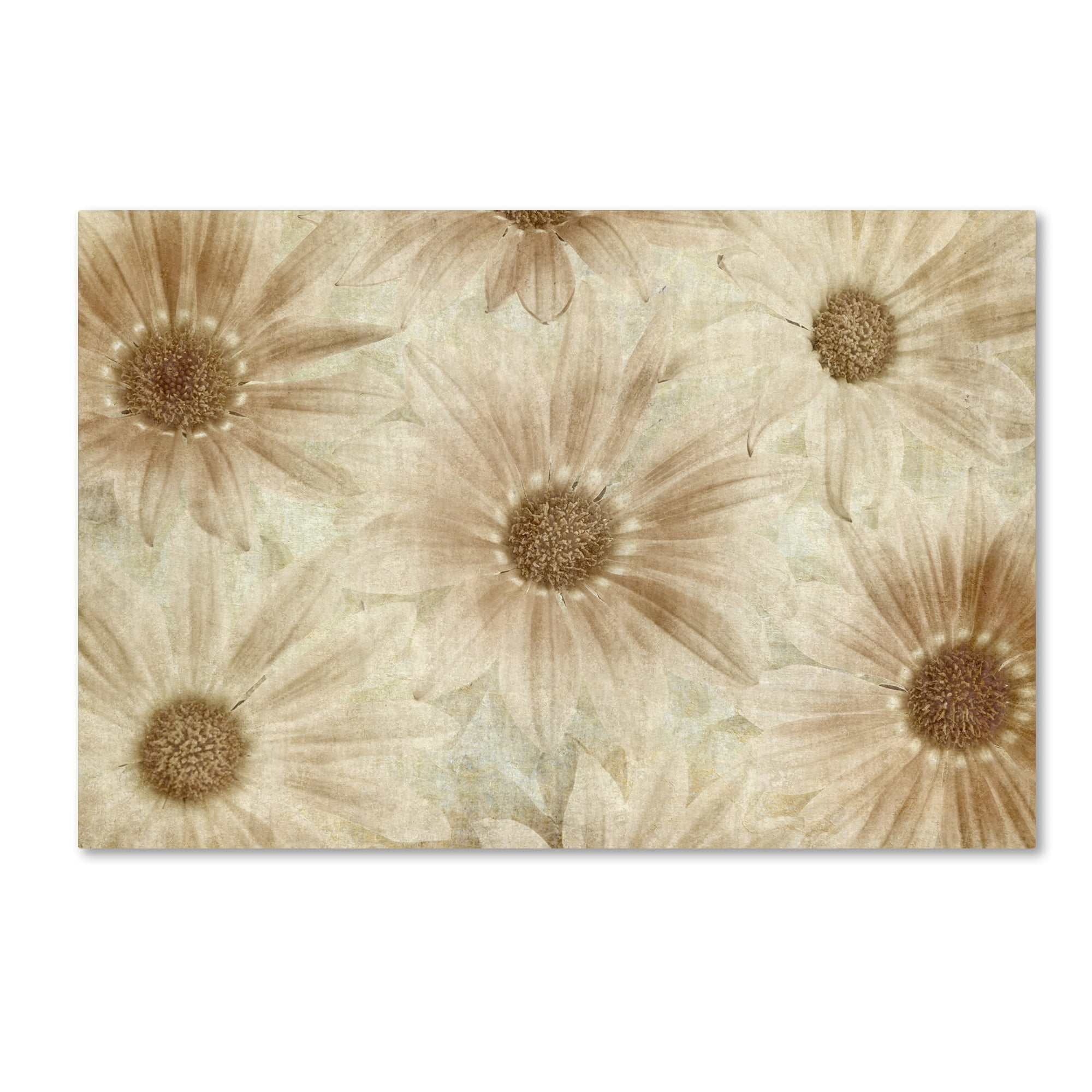 Trademark Fine Art 'Vintage Daisies' Canvas Art by Cora Niele