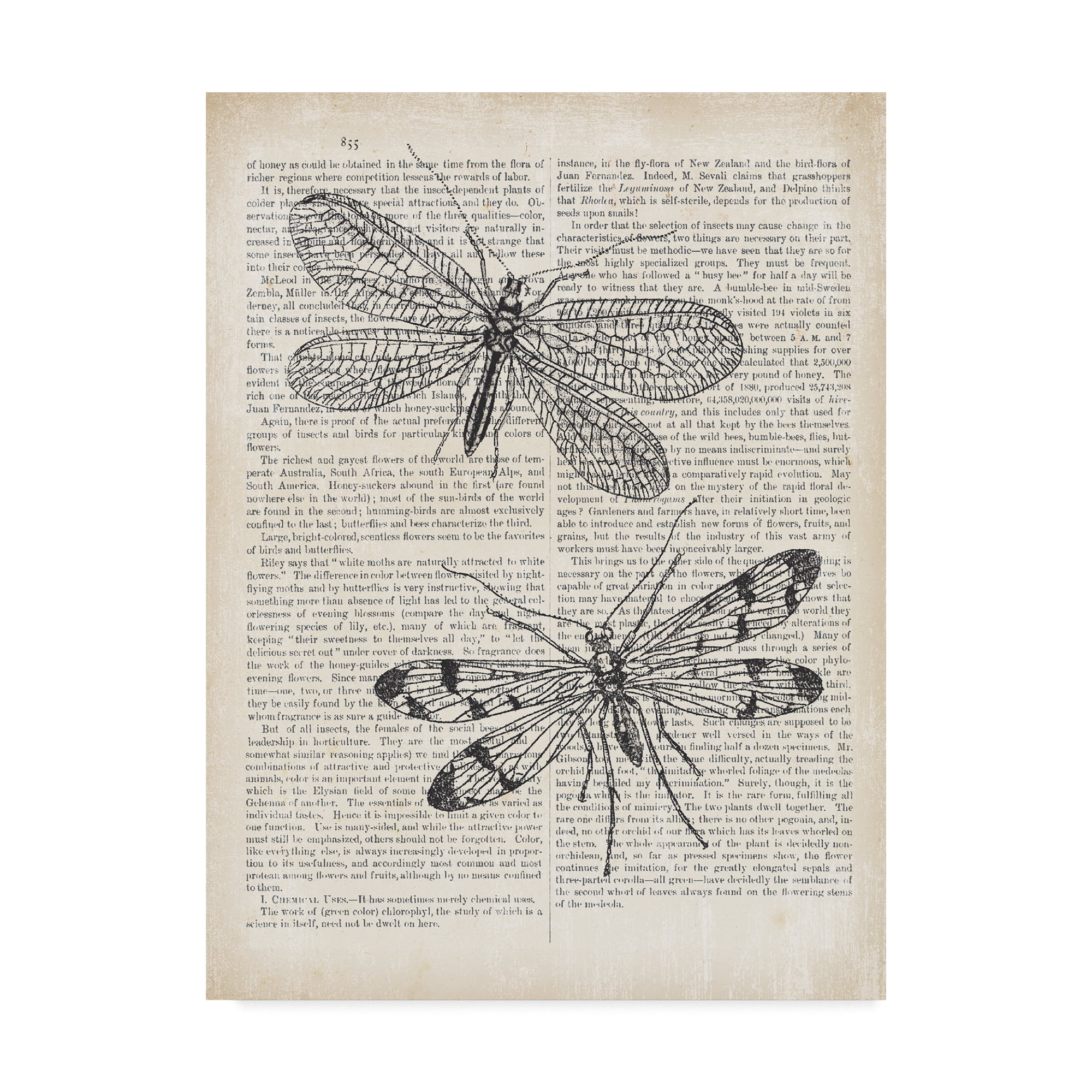 Trademark Fine Art 'Vintage Dragonflies on Newsprint' Canvas Art by Wild Apple Portfolio
