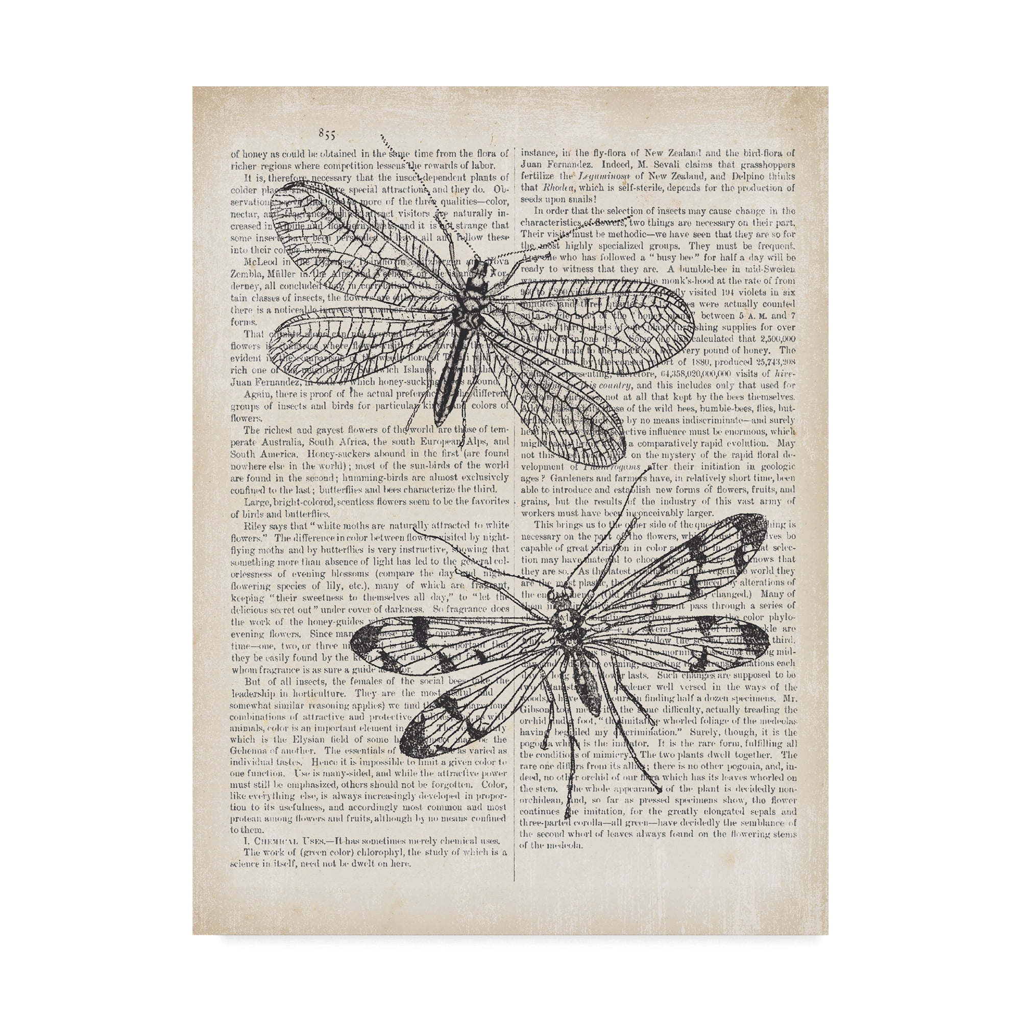 Trademark Fine Art 'Vintage Dragonflies on Newsprint' Canvas Art by Wild Apple Portfolio