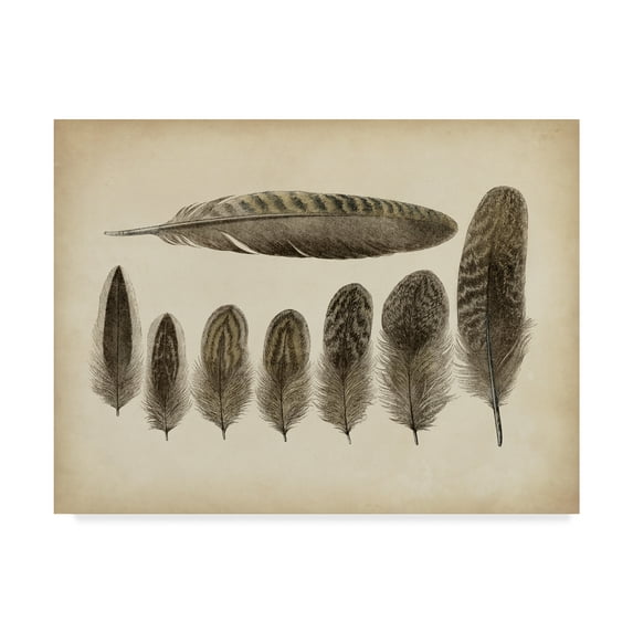 Trademark Fine Art 'Vintage Feathers VIII' Canvas Art by Unknown