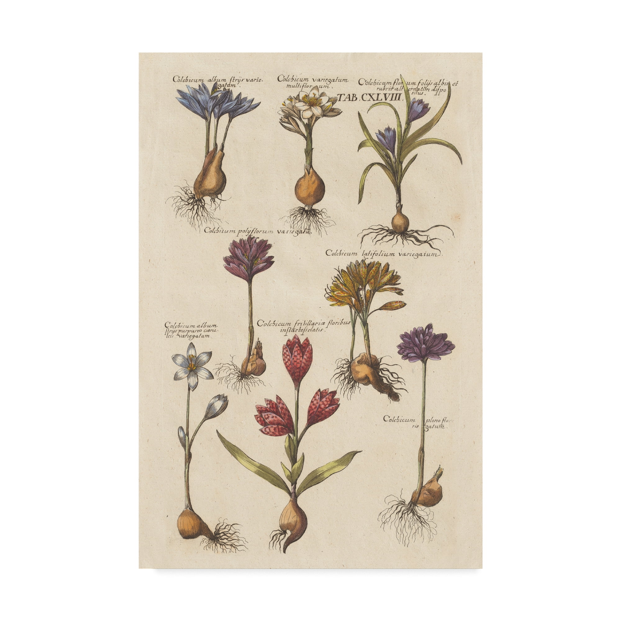 Trademark Fine Art 'Vintage Florilegium I' Canvas Art by Wild Apple Portfolio