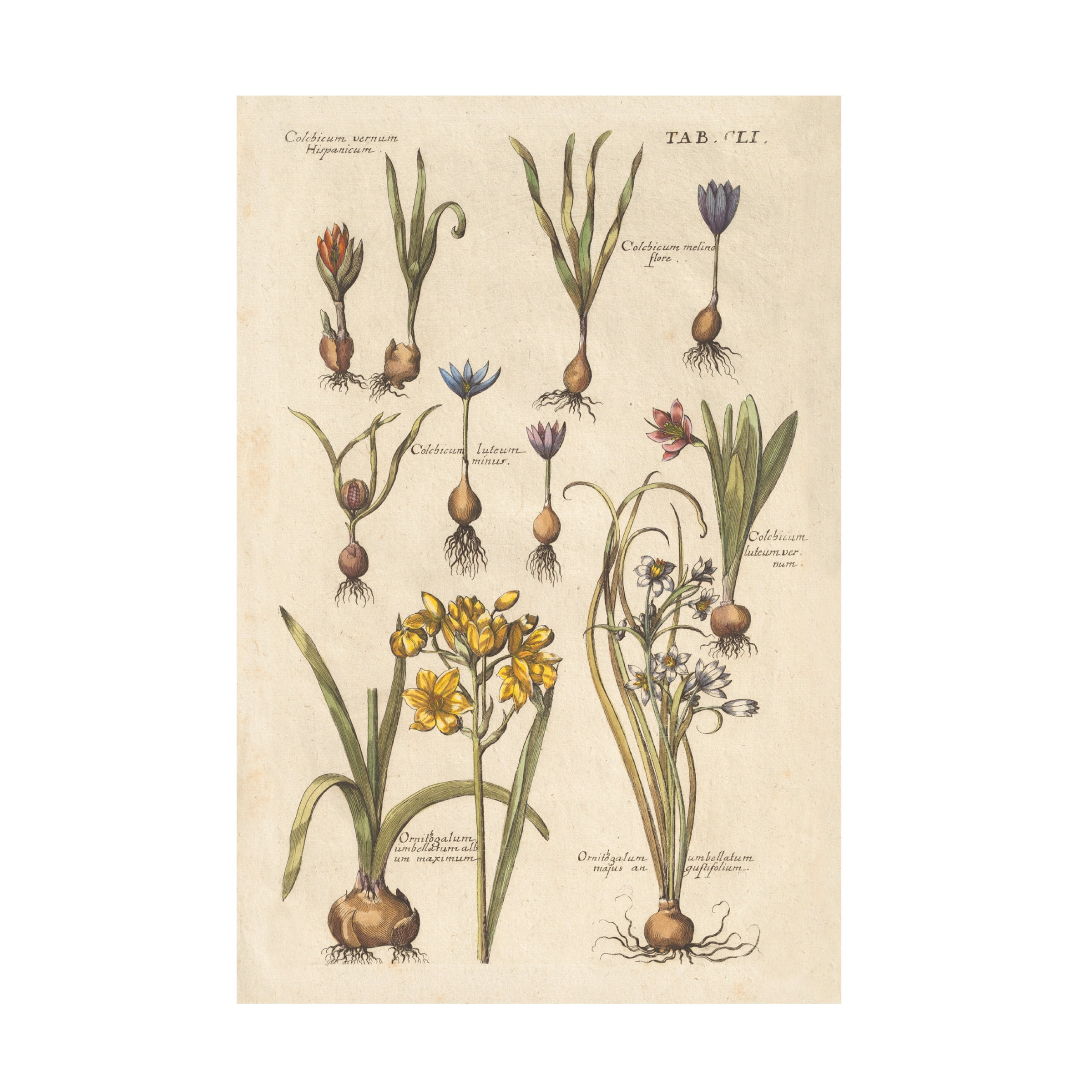 Trademark Fine Art 'Vintage Florilegium II' Canvas Art by Wild Apple Portfolio