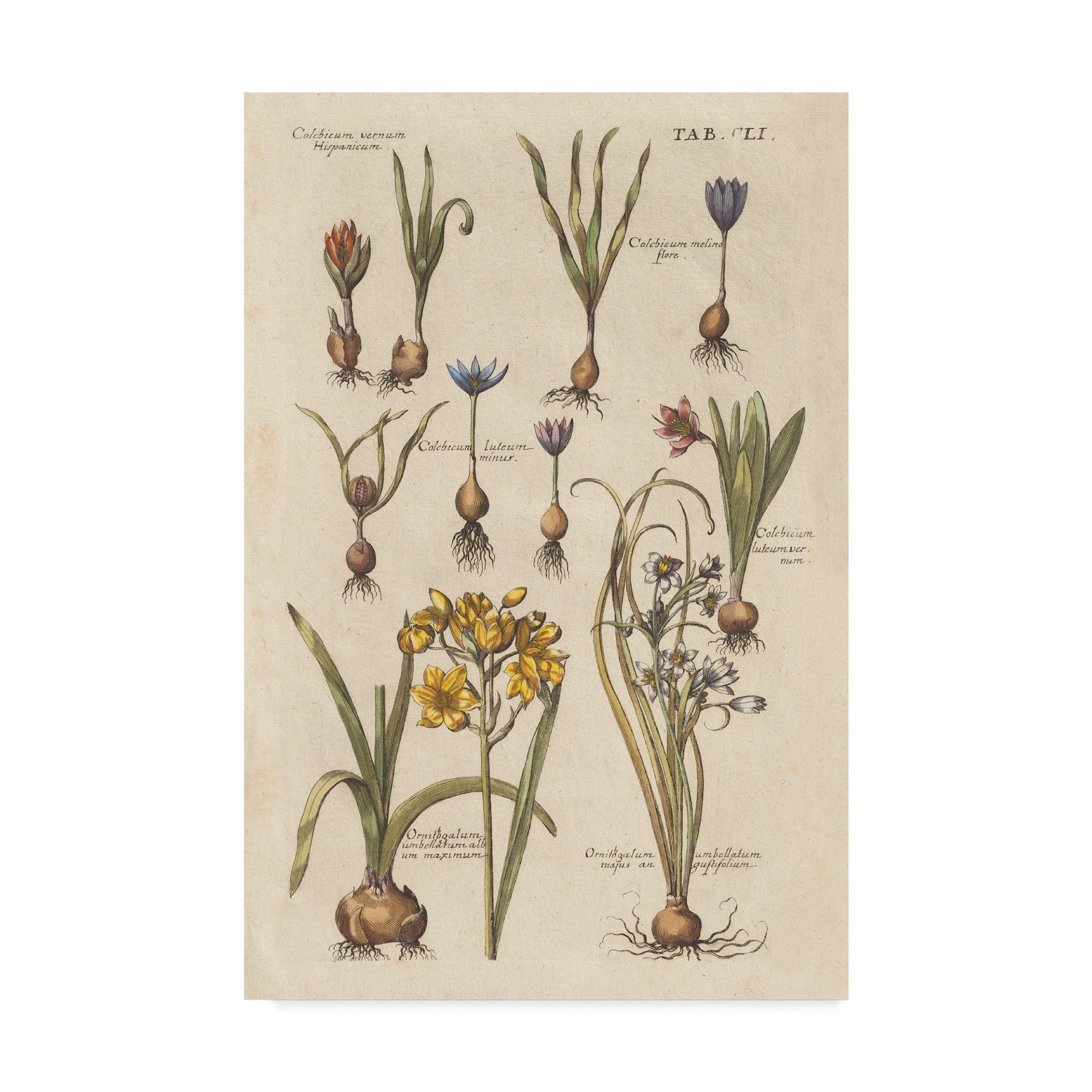 Trademark Fine Art 'Vintage Florilegium II' Canvas Art by Wild Apple Portfolio