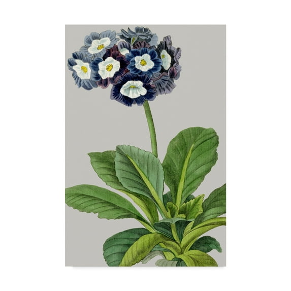 Trademark Fine Art 'Vintage Garden Varieties IV' Canvas Art by Vision Studio