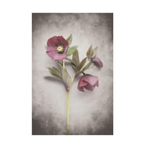 Trademark Fine Art 'Vintage Hellebore Study V' Canvas Art by Felicity Bradley