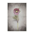 thumbnail image 1 of Trademark Fine Art 'Vintage Hellebore Study VI' Canvas Art by Felicity Bradley, 1 of 3