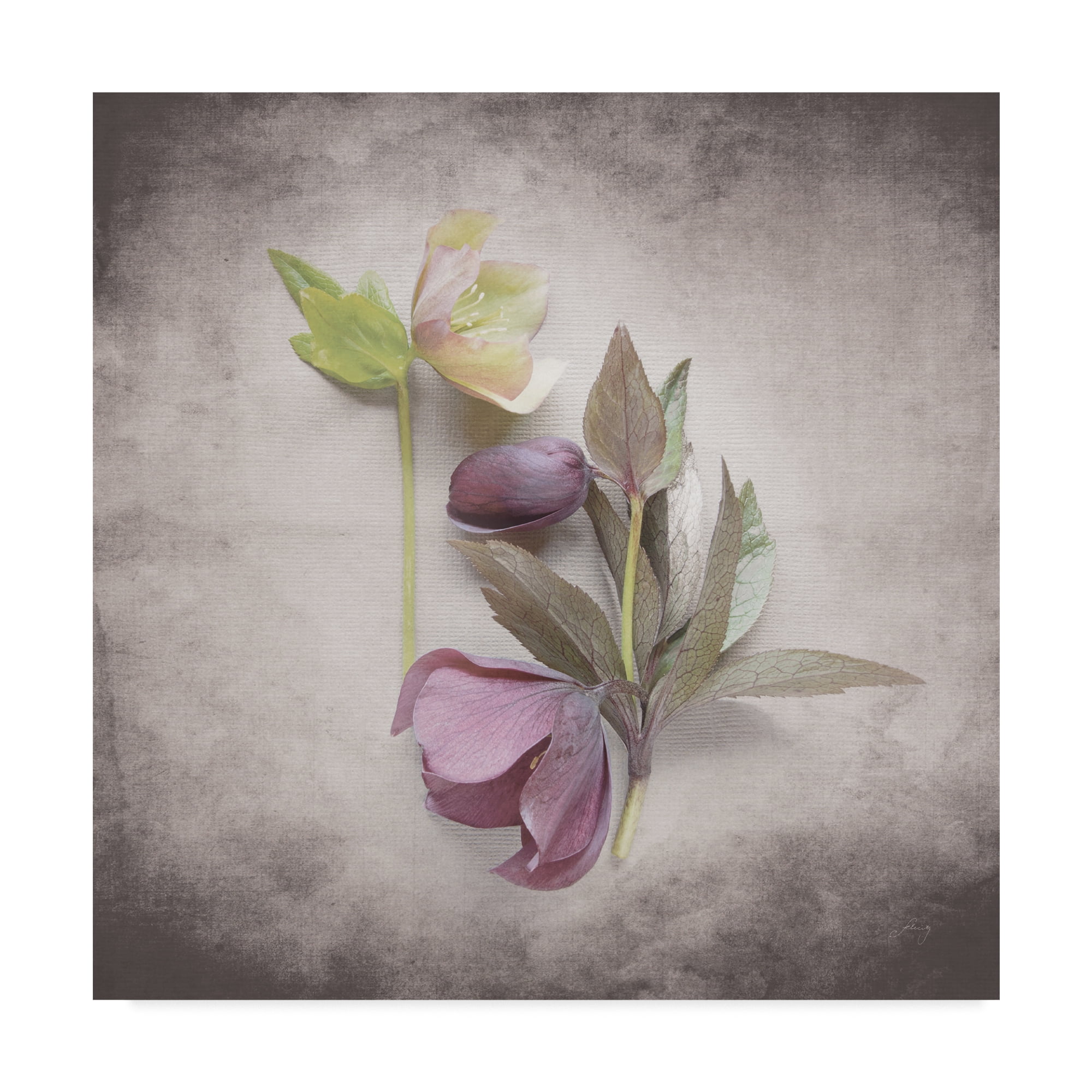 Trademark Fine Art 'Vintage Hellebore Study VII' Canvas Art by Felicity Bradley