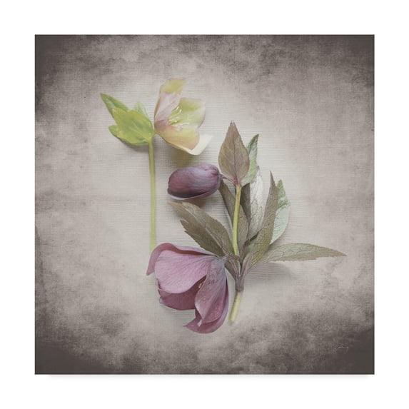 Trademark Fine Art 'Vintage Hellebore Study VII' Canvas Art by Felicity Bradley