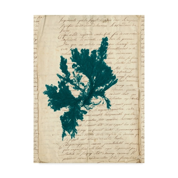 Trademark Fine Art 'Vintage Teal Seaweed IV' Canvas Art by Vision Studio