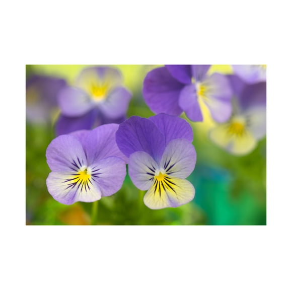 Trademark Fine Art Cora Niele Violets Canvas Wall Art - 30x47