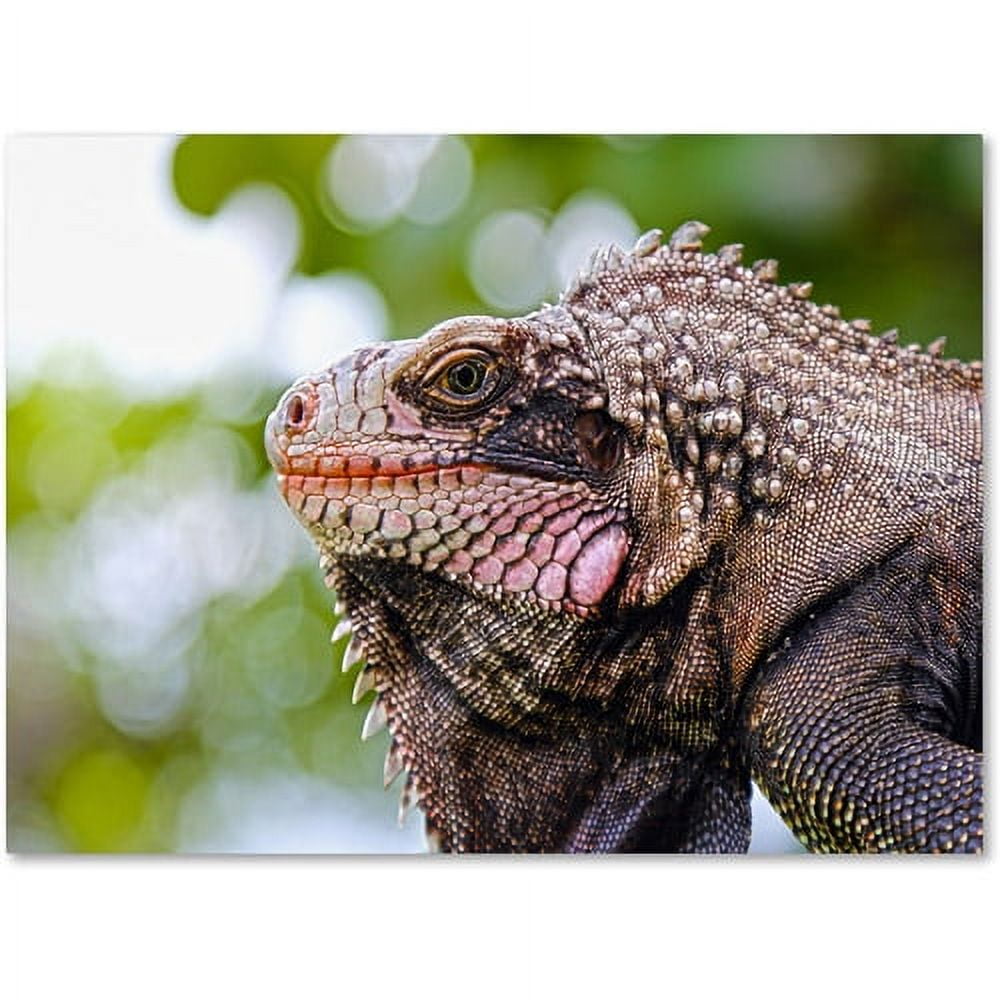 Trademark Fine Art "Virgin Islands 9" Canvas Art by CATeyes