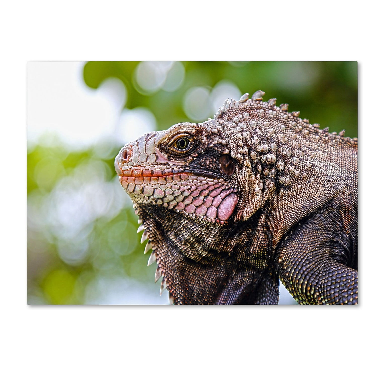 Trademark Fine Art "Virgin Islands 9" Canvas Art by CATeyes