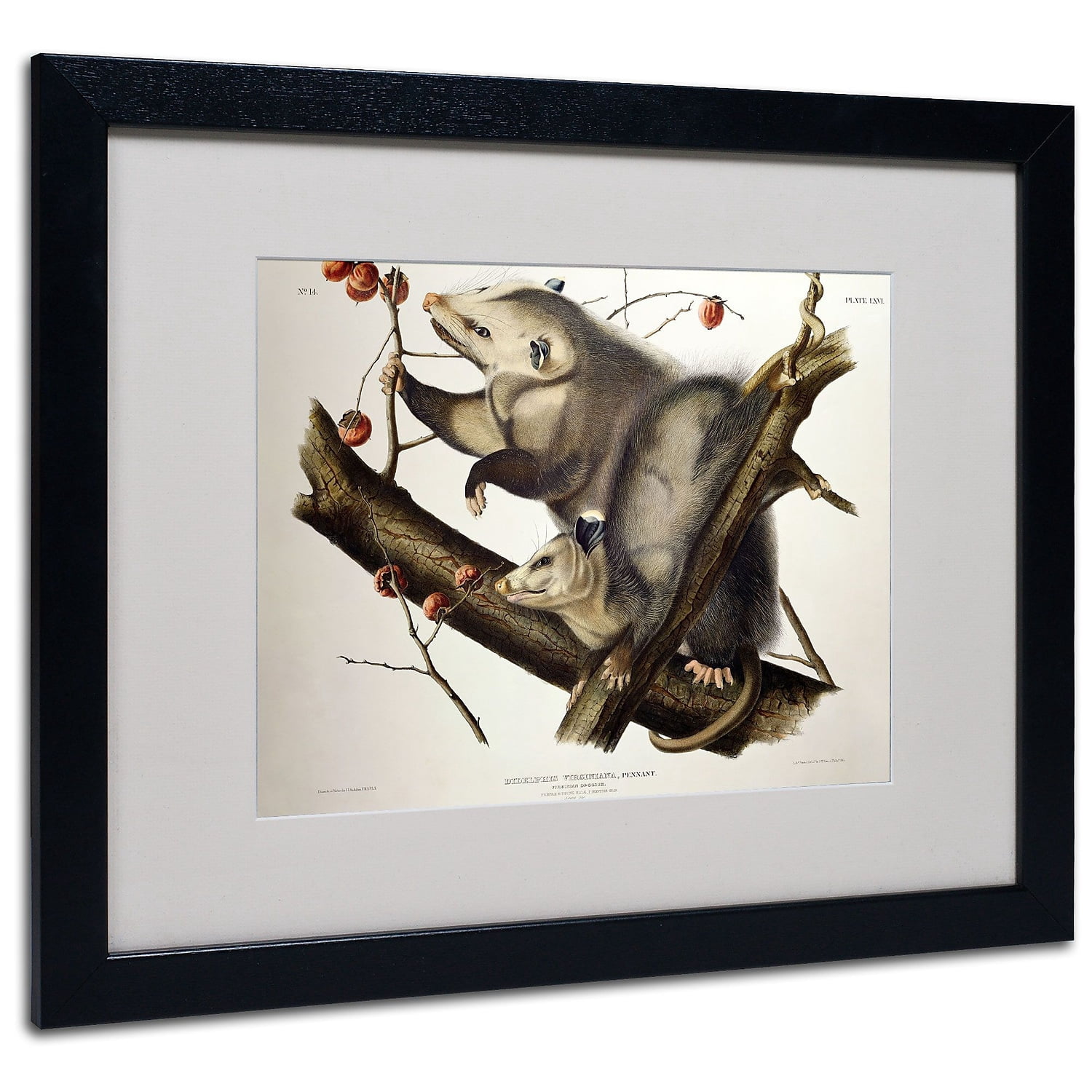 Trademark Fine Art "Virginian Opossum" Canvas Art by John James Audubon, Black Frame