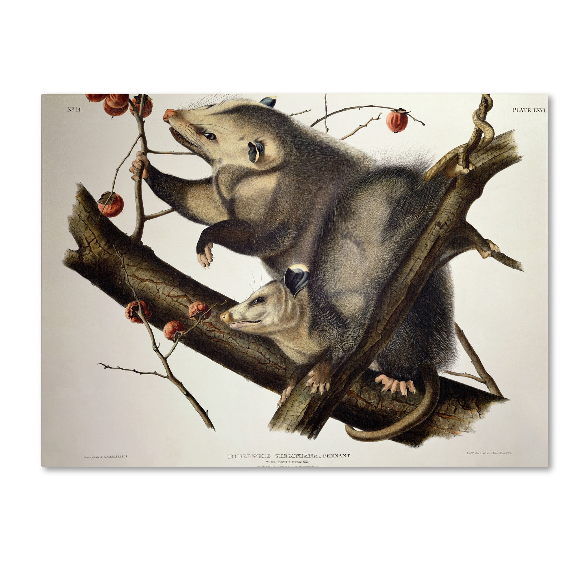 Trademark Fine Art "Virginian Opossum" Canvas Art by John James Audubon