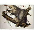 thumbnail image 1 of Trademark Fine Art "Virginian Opossum" Canvas Art by John James Audubon, 1 of 1