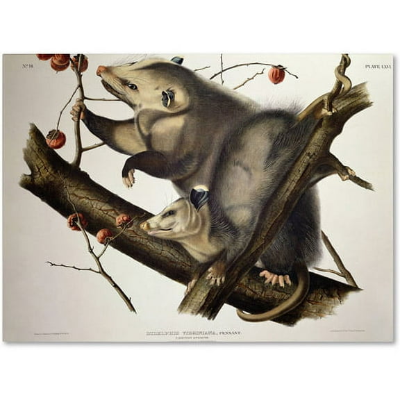 Trademark Fine Art "Virginian Opossum" Canvas Art by John James Audubon