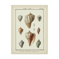 Trademark Fine Art 'Volute Shells' Canvas Art by Denis Diderot