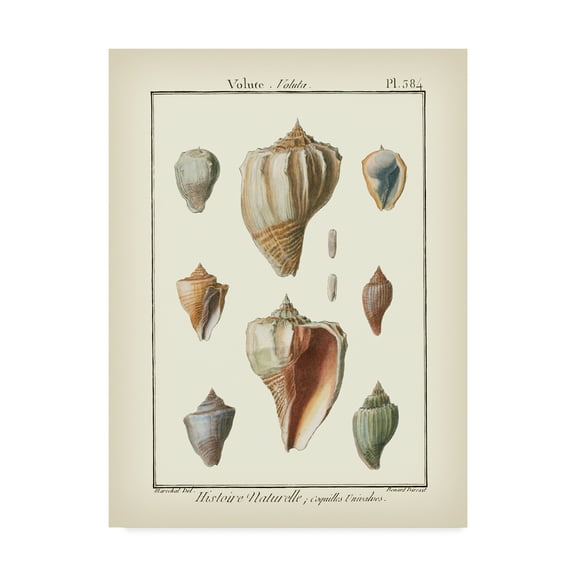 Trademark Fine Art 'Volute Shells' Canvas Art by Denis Diderot