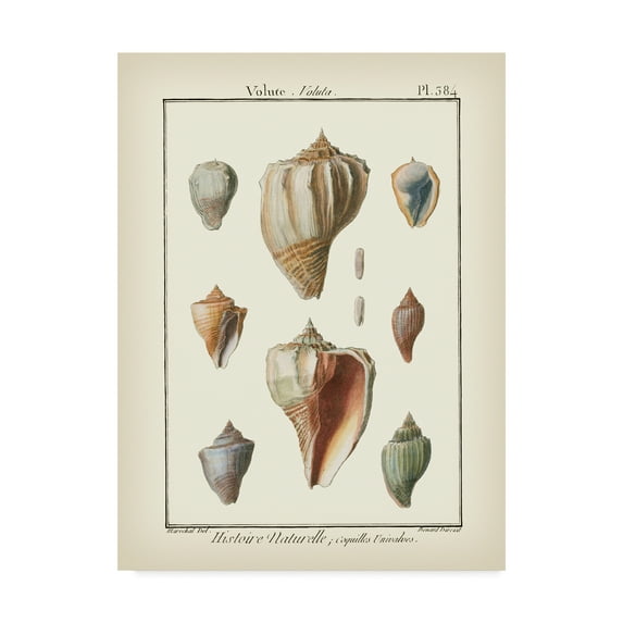 Trademark Fine Art 'Volute Shells' Canvas Art by Denis Diderot