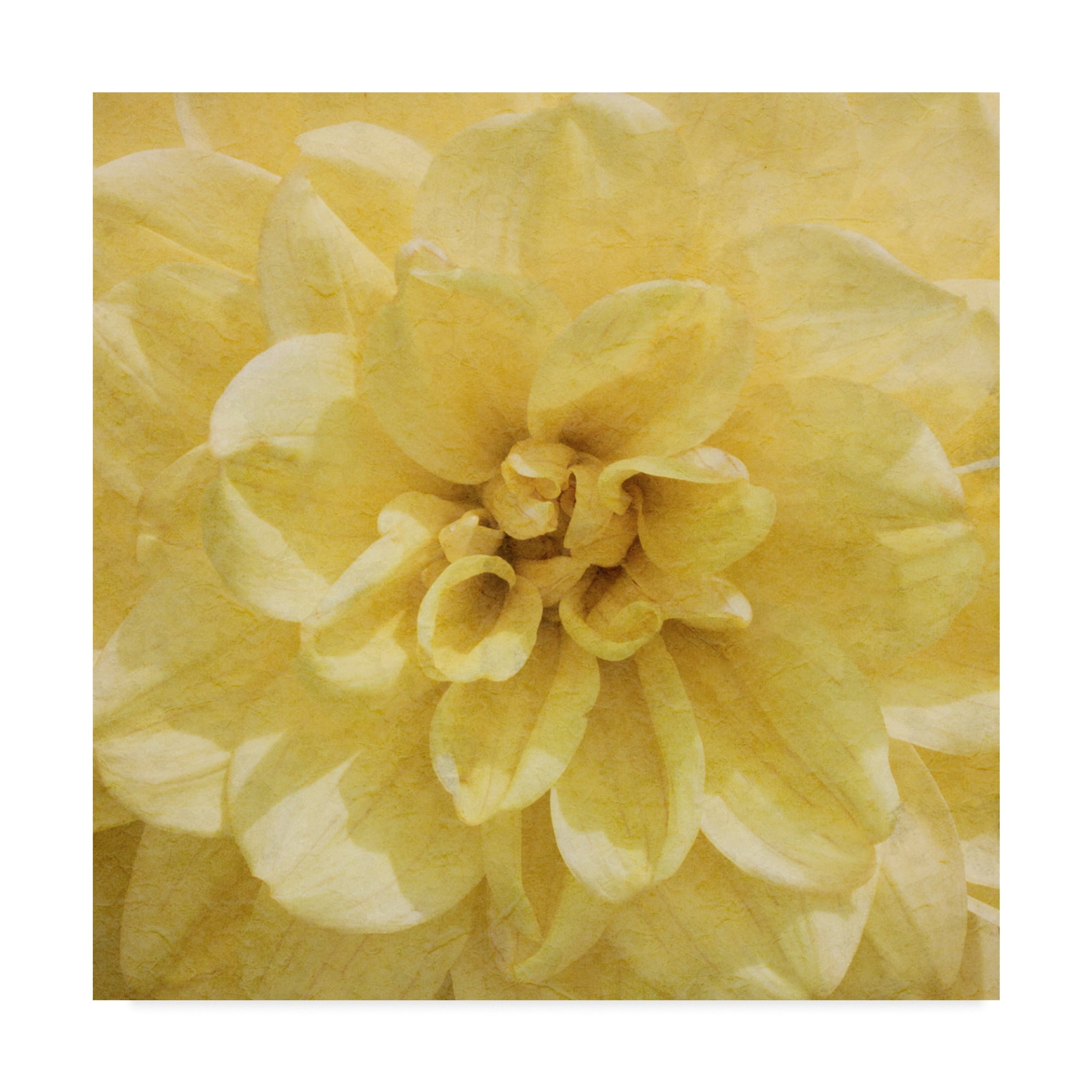 Trademark Fine Art 'Wall Flower II' Canvas Art by Alonzo Saunders