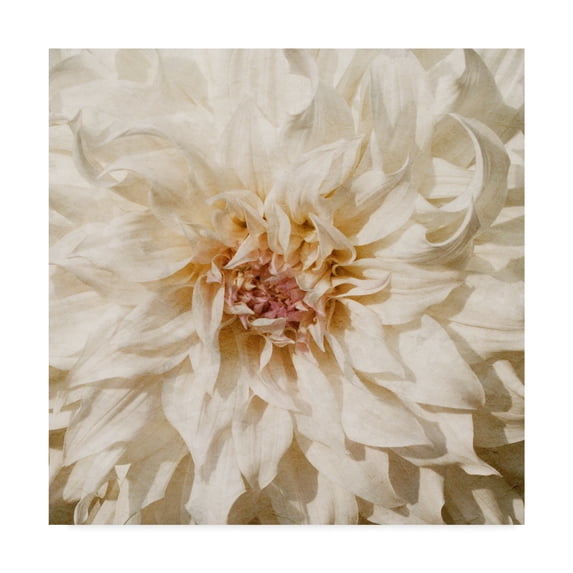 Trademark Fine Art 'Wall Flower VIII' Canvas Art by Alonzo Saunders