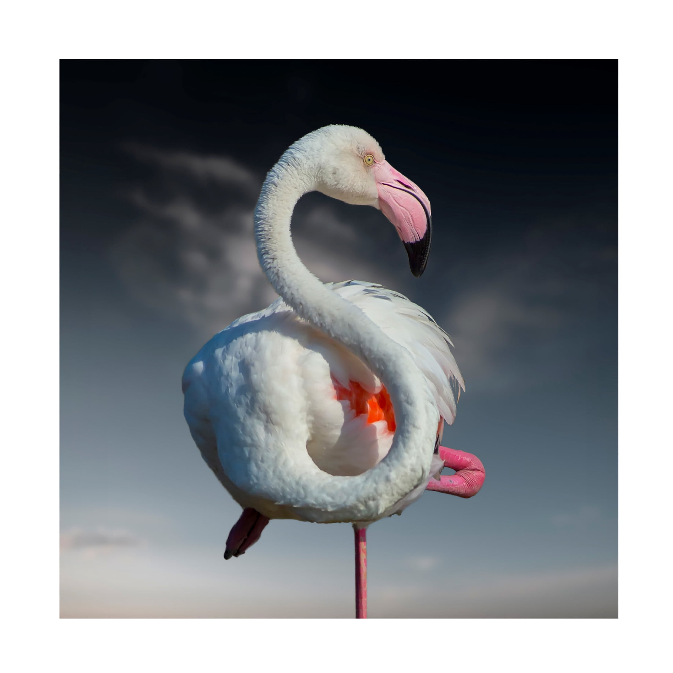 Trademark Fine Art Walter Caterina  In Pink We Trust Canvas Wall Art