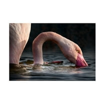 Trademark Fine Art Walter Caterina senza titolo Canvas Wall Art